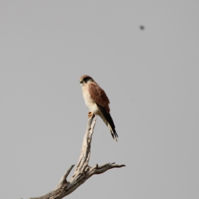 Falco cenchroides (Nankeen Kestrel) at Mount Clear, ACT - 12 Apr 2022 by ChrisHolder