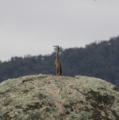 Egretta novaehollandiae (White-faced Heron) at Mount Clear, ACT - 13 Apr 2022 by ChrisHolder