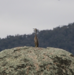 Egretta novaehollandiae (White-faced Heron) at Mount Clear, ACT - 12 Apr 2022 by ChrisHolder