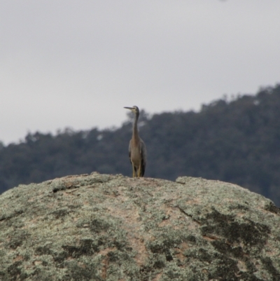 Egretta novaehollandiae (White-faced Heron) at Namadgi National Park - 13 Apr 2022 by ChrisHolder