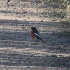 Petroica phoenicea (Flame Robin) at Booth, ACT - 12 Apr 2022 by ChrisHolder