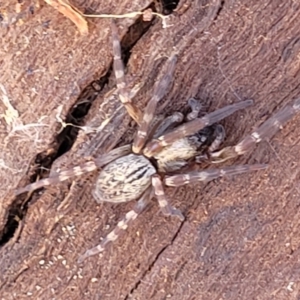 Badumna sp. (genus) at Mitchell, ACT - 14 Apr 2022 12:28 PM