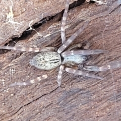 Badumna sp. (genus) at Mitchell, ACT - 14 Apr 2022 12:28 PM