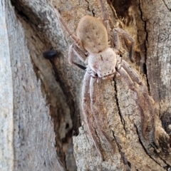 Isopeda sp. (genus) at Mitchell, ACT - 14 Apr 2022 12:25 PM