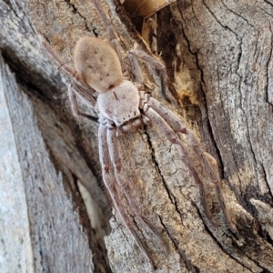 Isopeda sp. (genus) at Mitchell, ACT - 14 Apr 2022 12:25 PM