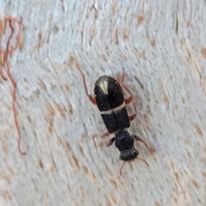 Lemidia accincta at Mitchell, ACT - 14 Apr 2022