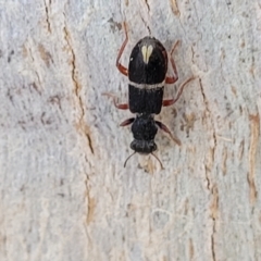 Lemidia accincta at Mitchell, ACT - 14 Apr 2022