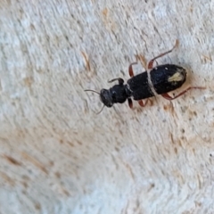 Lemidia accincta at Mitchell, ACT - 14 Apr 2022