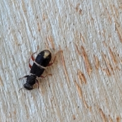 Lemidia accincta at Mitchell, ACT - 14 Apr 2022