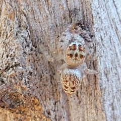 Opisthoncus sp. (genus) (Opisthoncus jumping spider) at Mitchell, ACT - 14 Apr 2022 by trevorpreston