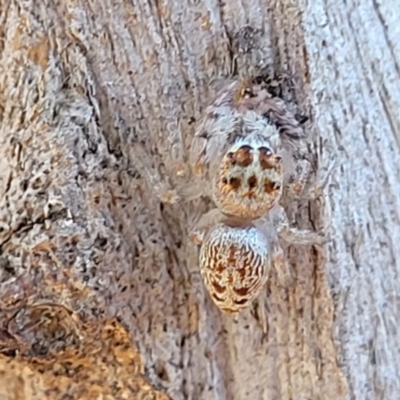 Opisthoncus sp. (genus) (Unidentified Opisthoncus jumping spider) at Mitchell, ACT - 14 Apr 2022 by trevorpreston