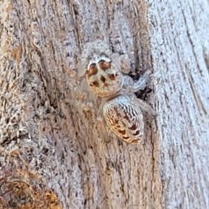 Opisthoncus sp. (genus) at Mitchell, ACT - 14 Apr 2022