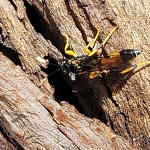 Ichneumonidae (family) at Mitchell, ACT - 14 Apr 2022