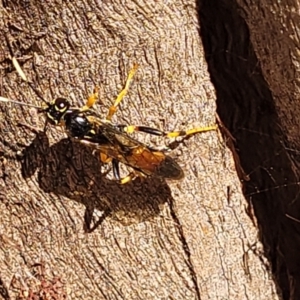 Ichneumonidae (family) at Mitchell, ACT - 14 Apr 2022