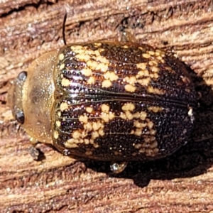 Paropsis aspera at Mitchell, ACT - 14 Apr 2022