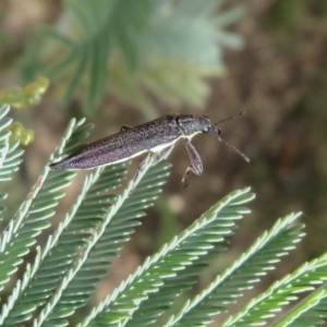 Rhinotia phoenicoptera at Coree, ACT - 5 Feb 2022 11:34 AM