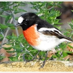 Petroica boodang (Scarlet Robin) at Crooked Corner, NSW - 13 Apr 2022 by Milly