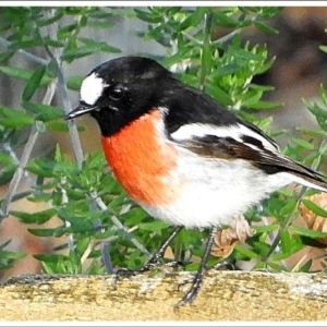 Petroica boodang at Crooked Corner, NSW - 13 Apr 2022