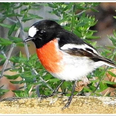 Petroica boodang (Scarlet Robin) at Crooked Corner, NSW - 13 Apr 2022 by Milly