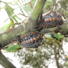 Icerya acaciae (Acacia mealy bug) at Coree, ACT - 5 Feb 2022 by Christine