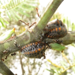 Icerya acaciae at Coree, ACT - 5 Feb 2022