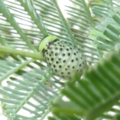 Dicranosterna immaculata (Acacia leaf beetle) at Coree, ACT - 5 Feb 2022 by Christine