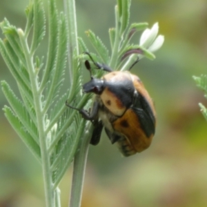 Chondropyga dorsalis at Coree, ACT - 5 Feb 2022