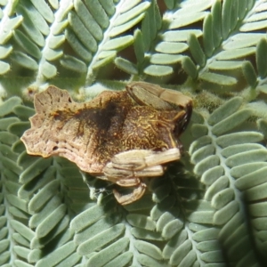 Arkys sp. (genus) at Coree, ACT - 5 Feb 2022 01:29 PM