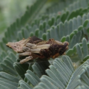 Arkys sp. (genus) at Coree, ACT - 5 Feb 2022