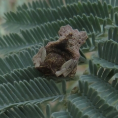 Arkys sp. (genus) at Coree, ACT - 5 Feb 2022