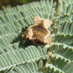 Arkys sp. (genus) at Coree, ACT - 5 Feb 2022