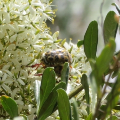Neorrhina punctata (Spotted flower chafer) at Coree, ACT - 5 Feb 2022 by Christine
