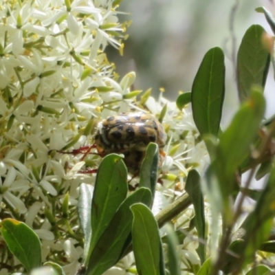 Neorrhina punctata (Spotted flower chafer) at Cotter Reservoir - 5 Feb 2022 by Christine