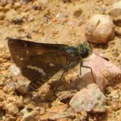 Taractrocera papyria (White-banded Grass-dart) at Cotter Reservoir - 5 Feb 2022 by Christine