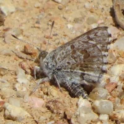 Lucia limbaria (Chequered Copper) at Cotter Reservoir - 5 Feb 2022 by Christine