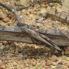 Coryphistes ruricola at Coree, ACT - 5 Feb 2022