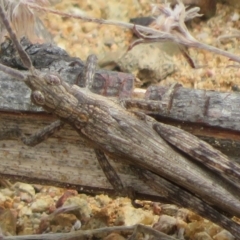 Coryphistes ruricola at Coree, ACT - 5 Feb 2022