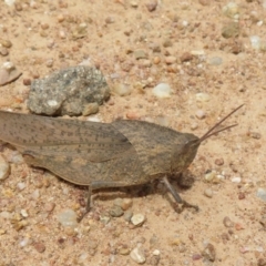 Goniaea australasiae (Gumleaf grasshopper) at Cotter Reservoir - 5 Feb 2022 by Christine