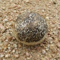 Unidentified Fungus at Cotter Reservoir - 5 Feb 2022 by Christine