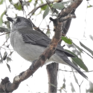 Colluricincla harmonica at Breadalbane, NSW - 14 Apr 2022 11:30 AM