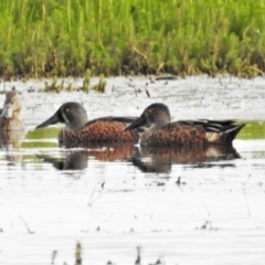 Spatula rhynchotis (Australasian Shoveler) at Breadalbane, NSW - 14 Apr 2022 by JohnBundock