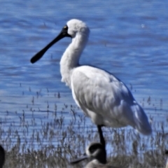 Platalea regia (Royal Spoonbill) at Lake George, NSW - 14 Apr 2022 by JohnBundock