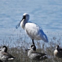 Platalea regia at Lake George, NSW - 14 Apr 2022 01:59 PM