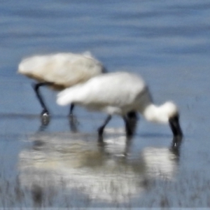 Platalea regia at Lake George, NSW - 14 Apr 2022 01:59 PM