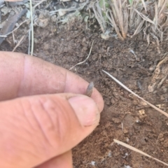 Aprasia parapulchella (Pink-tailed Worm-lizard) at Paddys River, ACT - 6 Aug 2021 by Darren308