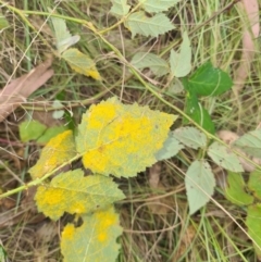 Phragmidium violaceum (Blackberry Leaf Rust Fungus) at Greenway, ACT - 4 Apr 2022 by Darren308