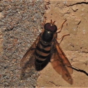 Eupeodes (Macrosyrphus) confrater at suppressed - 13 Apr 2022