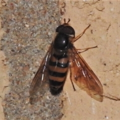 Eupeodes (Macrosyrphus) confrater at suppressed - 13 Apr 2022