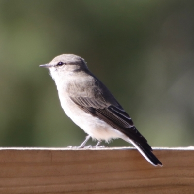 Microeca fascinans (Jacky Winter) at Moruya, NSW - 14 Apr 2022 by LisaH