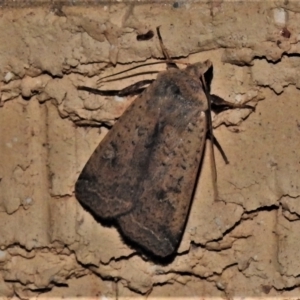 Diarsia intermixta at Wanniassa, ACT - 10 Apr 2022